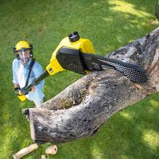 Best Lawn Renovation and Restoration  in Orem, UT