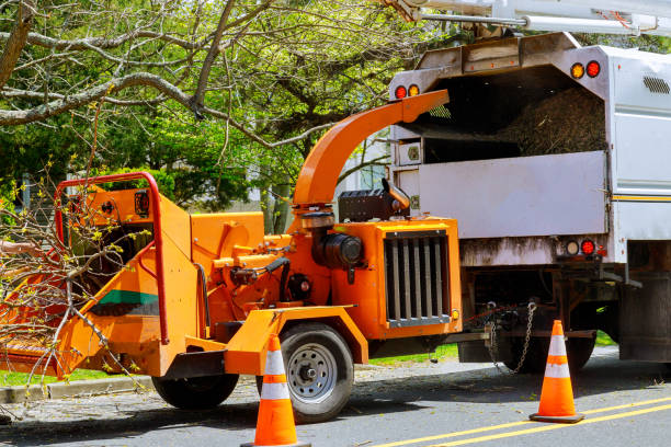 Trusted Orem, UT Tree Services Experts